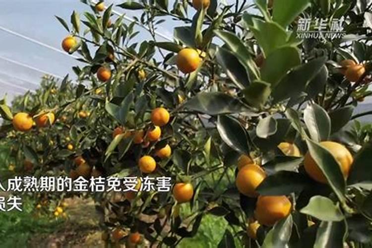 请教专家老师,滑皮金桔(也叫蜜桔)的种植和管理技术,特别是管理百度知 ...