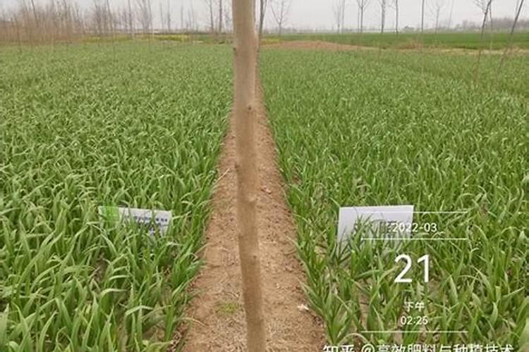 大蒜施肥用什么肥料 大蒜的追肥用什么肥料