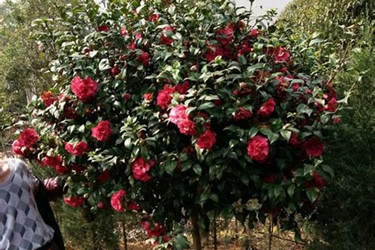 茶花打花苞时怎样施肥