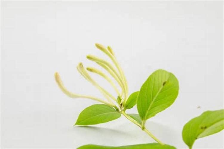 罗汉松矮化增粗,追施复合肥并喷洒矮壮素
