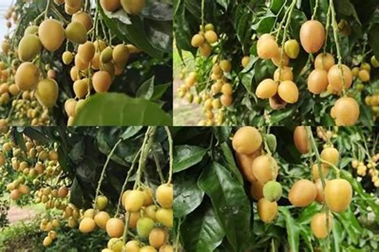 黄皮果施什么肥最好