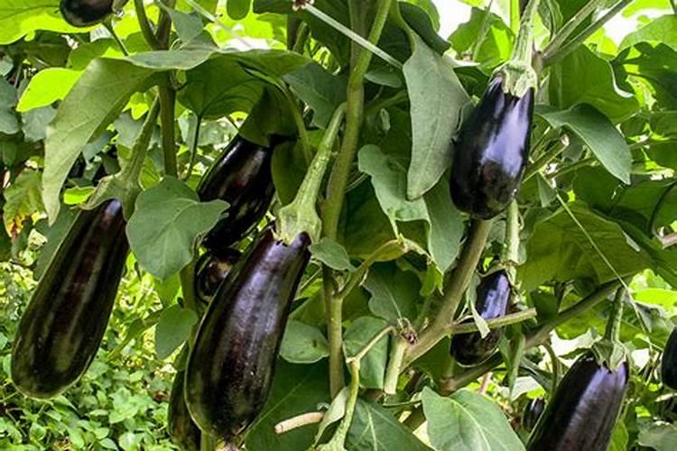 种植茄子用什么化肥好