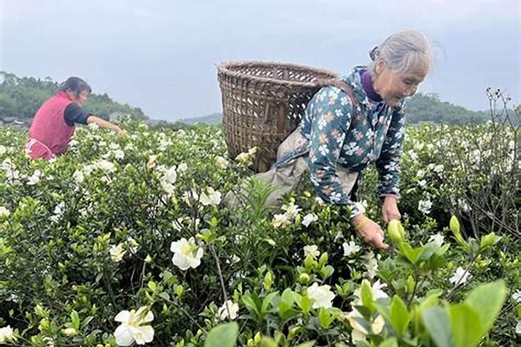 甜瓜如何施肥 甜瓜施肥的时间和方法