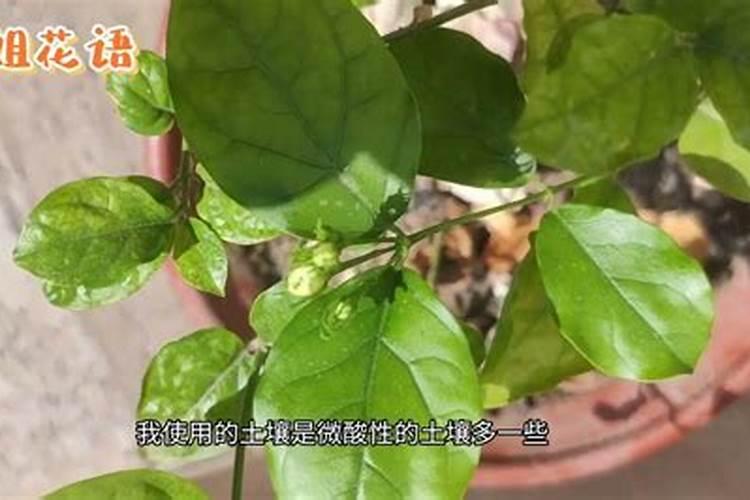 茉莉花黄叶还能恢复吗