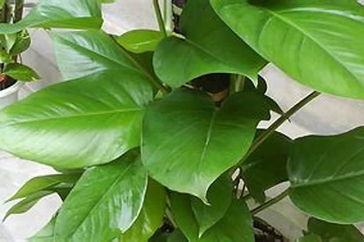 绿萝叶子发黄之绿萝花叶病介绍及防治方法