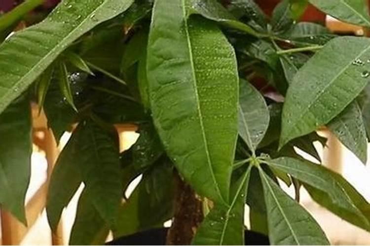 发财树浇什么肥料合适