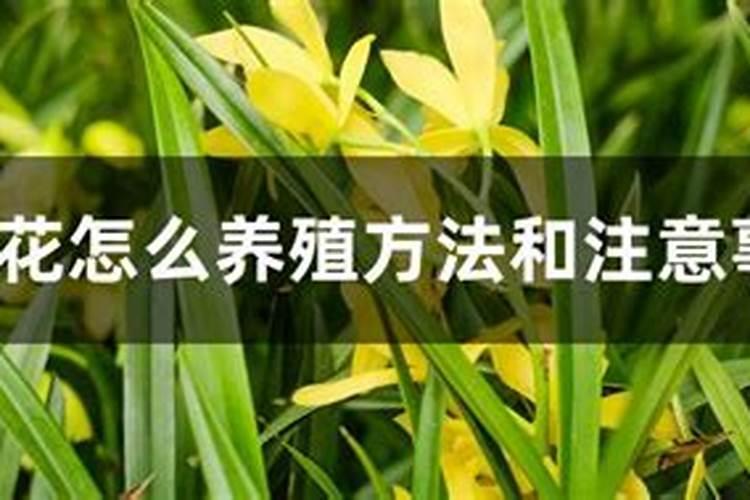 兰花喷什么叶面肥最好