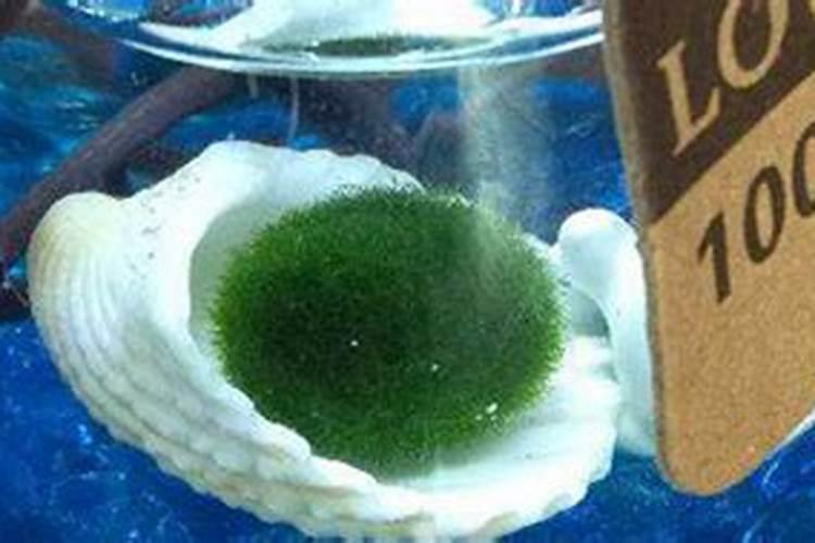 西瓜苗用什么肥料生根快,西瓜苗几月份开始育苗