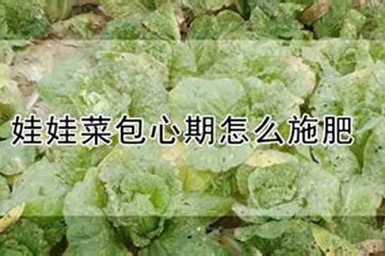 娃娃菜现在要浇什么肥才会包心不开花？