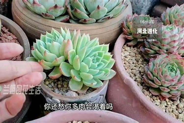 多肉氮肥多久施一次 多久施一次多肉氮肥最好？