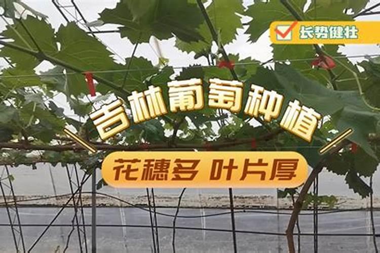 克轮生葡萄可以用化肥拉花吗？