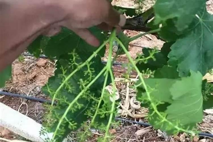 想问下巨峰葡萄和夏黑葡萄分别应该怎么使用赤霉酸保果？