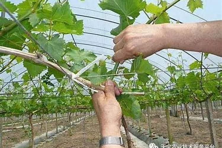 克轮生葡萄可以用化肥拉花吗？