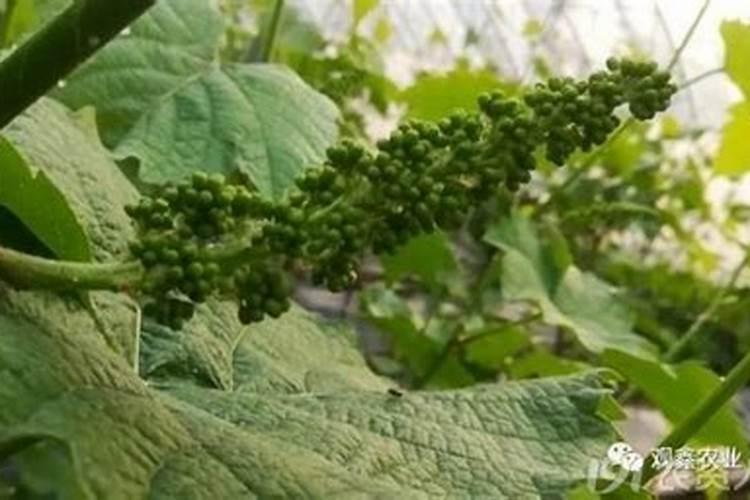 克轮生葡萄可以用化肥拉花吗？