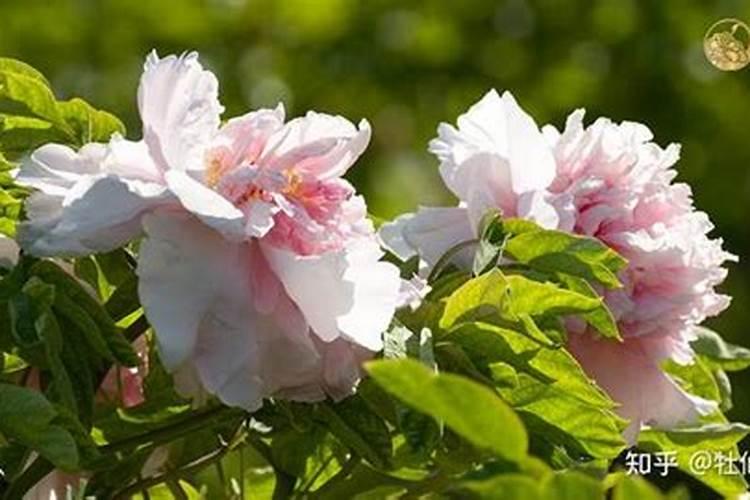 哪些花上尿素花肥好