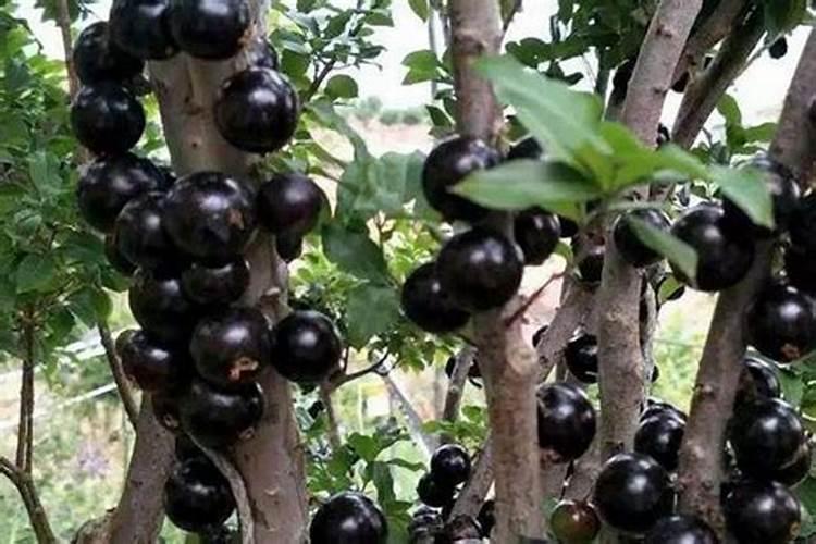 嘉宝果种植过程中最不适合用的三种肥料是啥