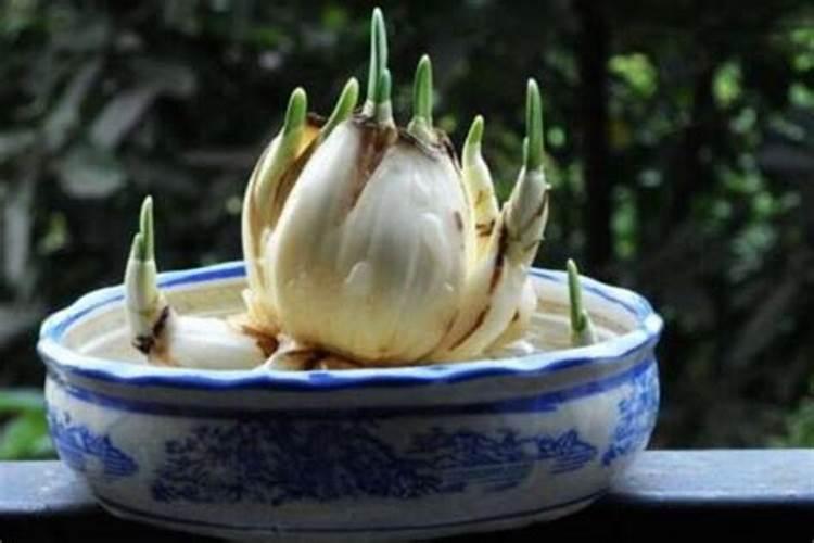 水仙花怎么施肥,施什么肥
