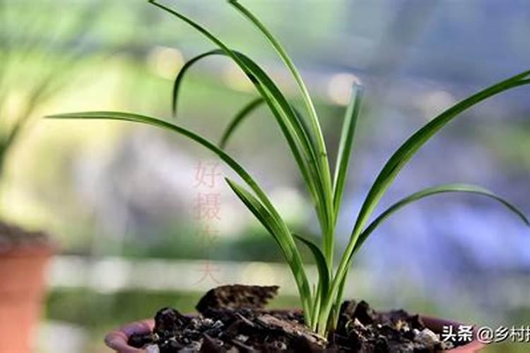 复合肥能给兰花浇水吗？