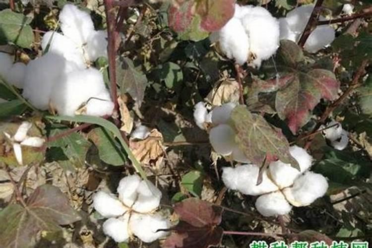棉花种植什么时候施钾肥最合适