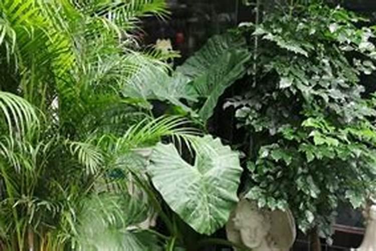 夏威夷竹需施什么肥料？
