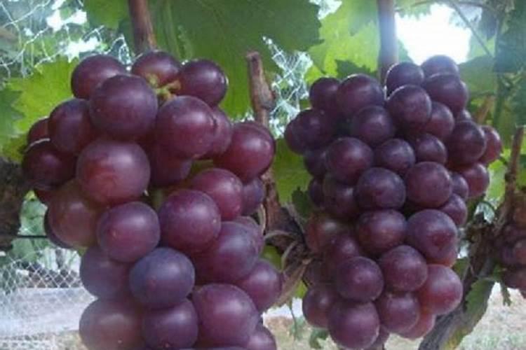 葡萄挂果期用什么水溶肥效果好？葡萄结果期上什么肥料产量高？