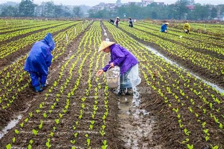 连续下雨还需要施肥吗