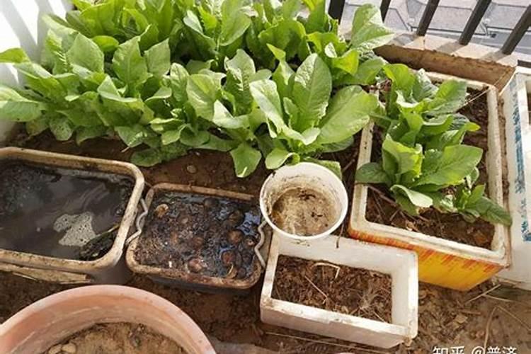 下雨天可以给蔬菜施肥吗