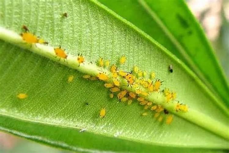 花生需要喷几遍药？第一遍在什么时候最好？