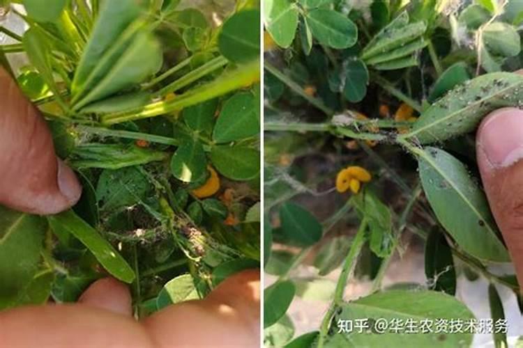 花生需要喷几遍药？第一遍在什么时候最好？
