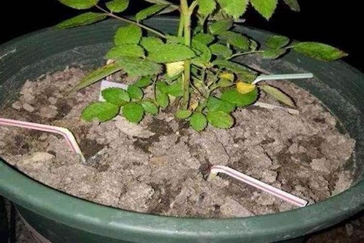 花多多2号肥料怎么用
