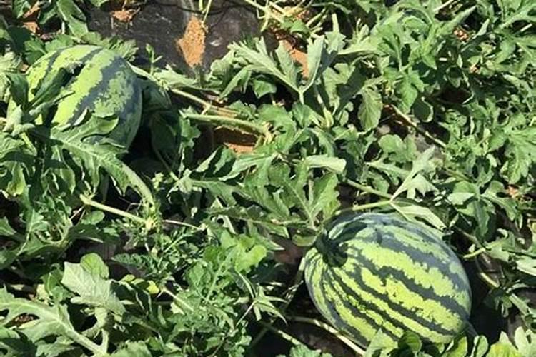 西瓜增甜喷什么叶面肥效果好