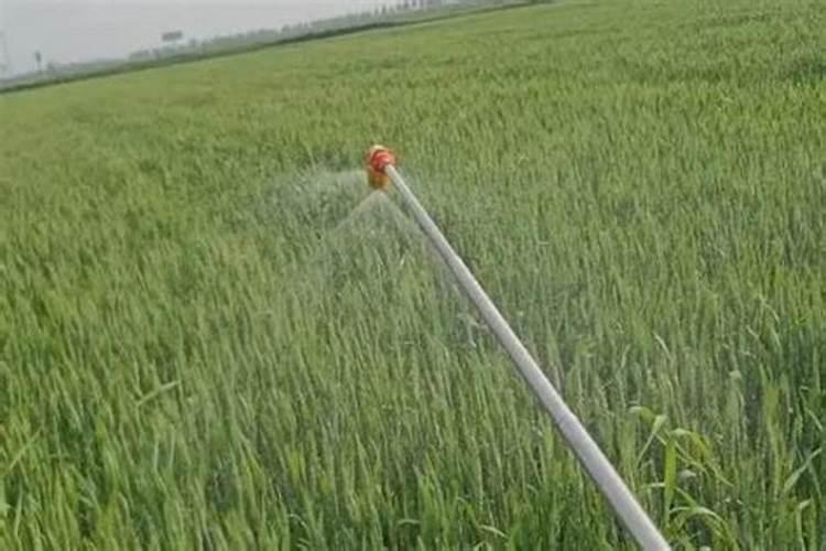 小麦叶面肥什么时候打效果好
