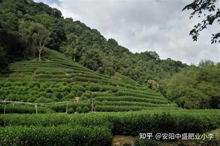 茶叶树怎么施肥