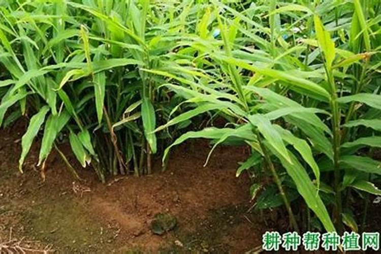 生姜施肥的时间和方法