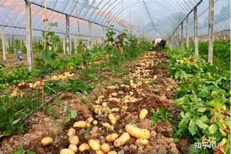 花生用什么肥料让它多结果