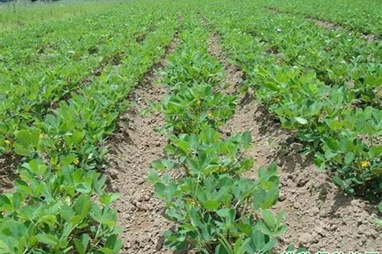 花生地施肥用什么？