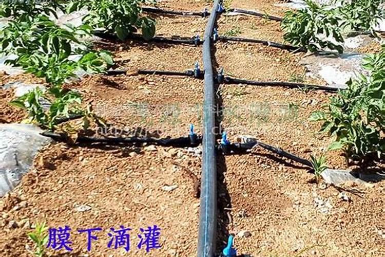 水溶肥的优势,与叶面肥,滴灌肥,冲施肥的区别和联系？