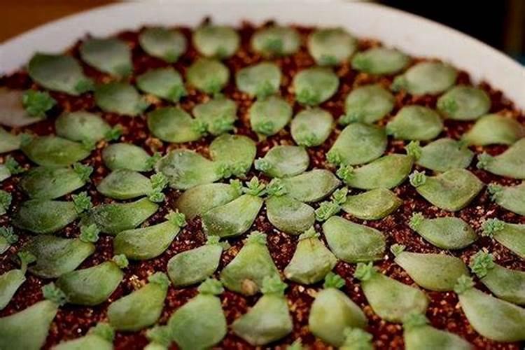 ...品种在入夏会进入休眠期,多肉植物在六月份应该如何浇水及施肥...
