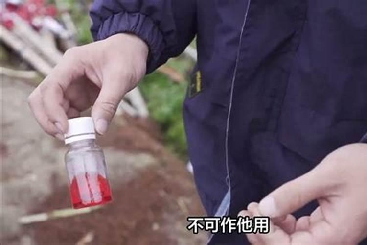 打红蜘蛛在什么时间打最好