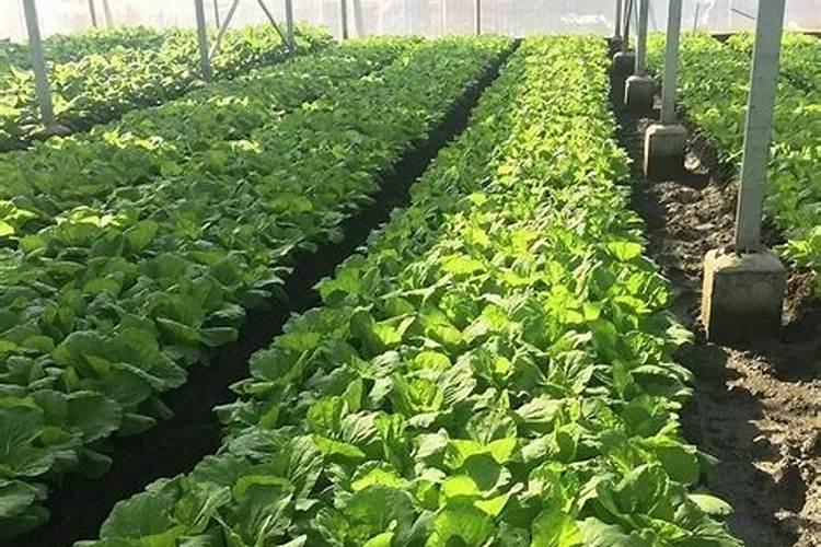 3月种什么菜蔬菜最合适南方种植要放什么肥料