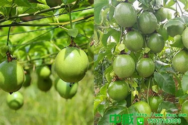 百香果用什么肥料好