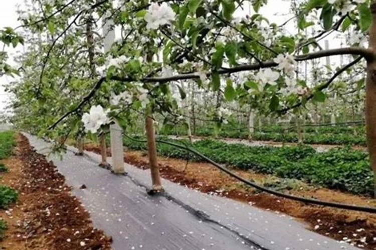 春天苹果树施水溶肥开花能借劲吗