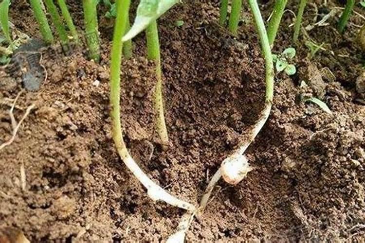 控释肥与复合肥的区别