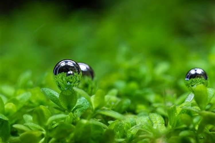 植物对钙的吸收以主动吸收为主对吗