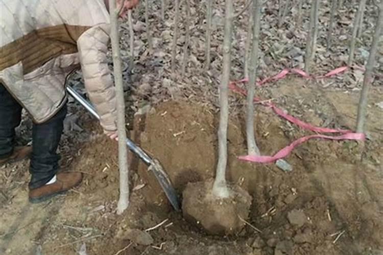 移植树有什么讲究 什么时候移栽树木最好