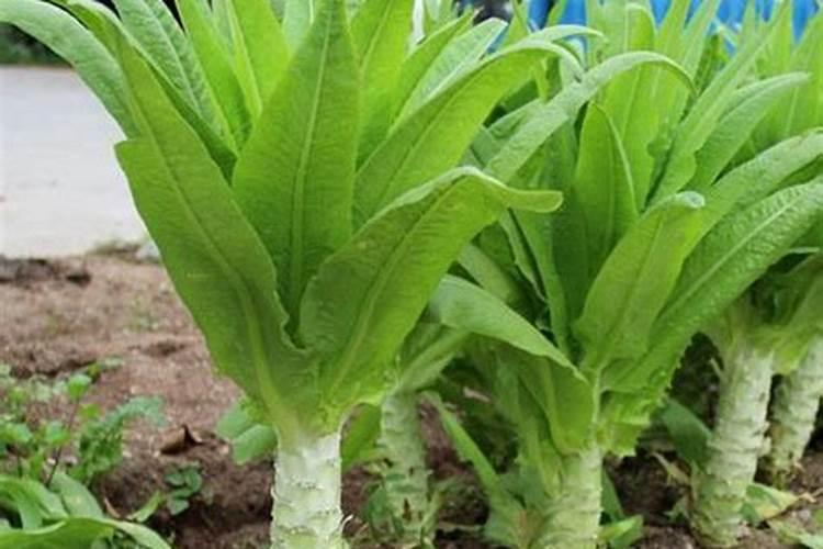 莴笋能用尿素肥吗 莴笋叶面肥用法用量