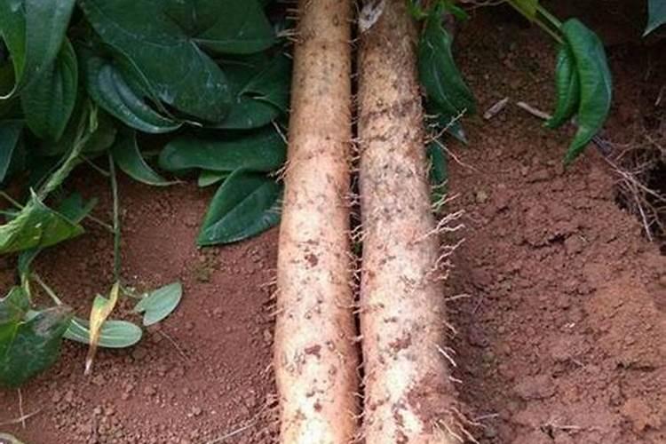 农业上,什么叶面肥可以代替尿素喷施果树？