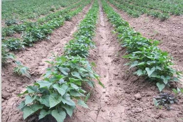 红薯苗长出地面喷什么叶面肥最好？