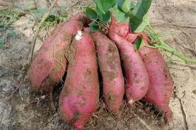 红薯配套种植技术 红薯怎么高产养殖