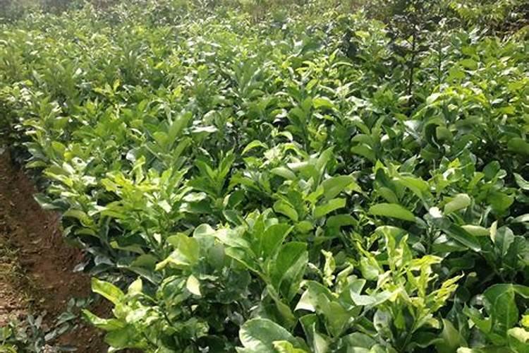 香水柠檬不开花是怎么回事？